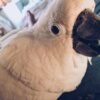 Archy – Caparrotua Cockatoo