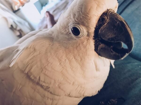 Archy – Caparrotua Cockatoo
