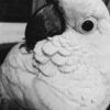 Archy – Caparrotua Cockatoo