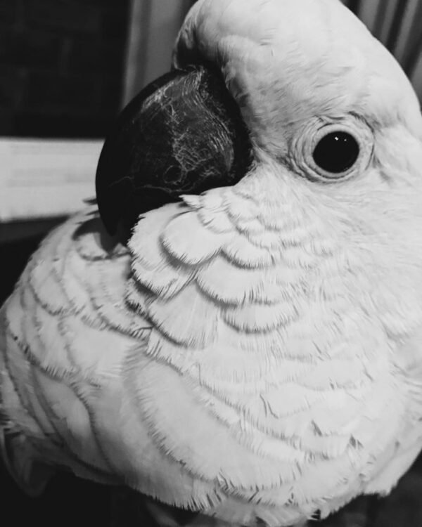Archy – Caparrotua Cockatoo