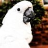 Archy – Caparrotua Cockatoo