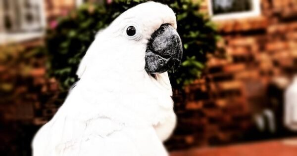 Archy – Caparrotua Cockatoo