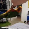 Liam – Jenday Conure