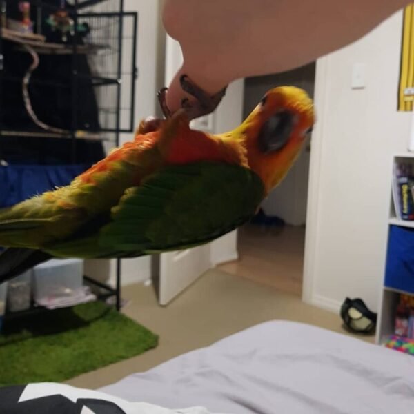 Liam – Jenday Conure