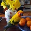 Emma – Sun Conure