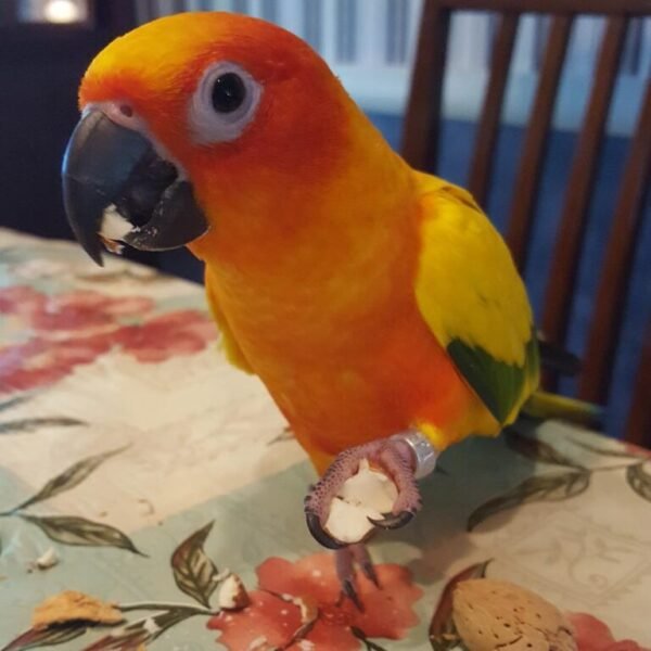 Emma – Sun Conure