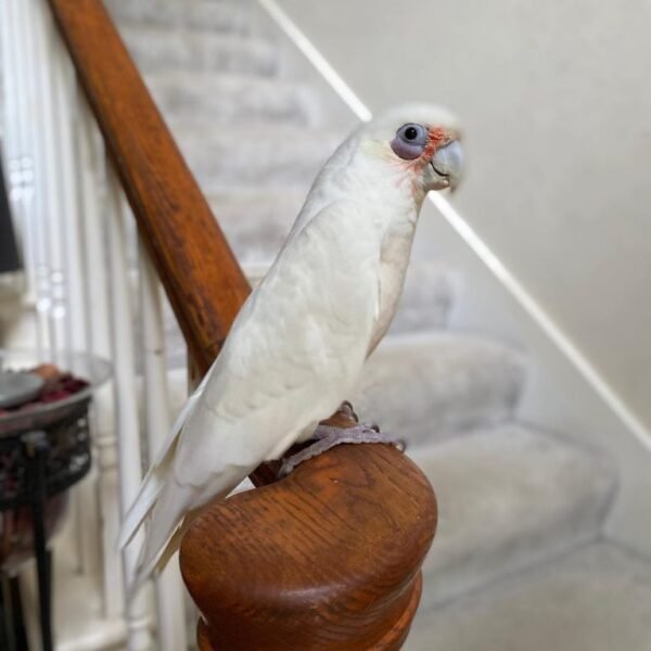 Rico – Corella Cockatoo