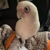Rico – Corella Cockatoo