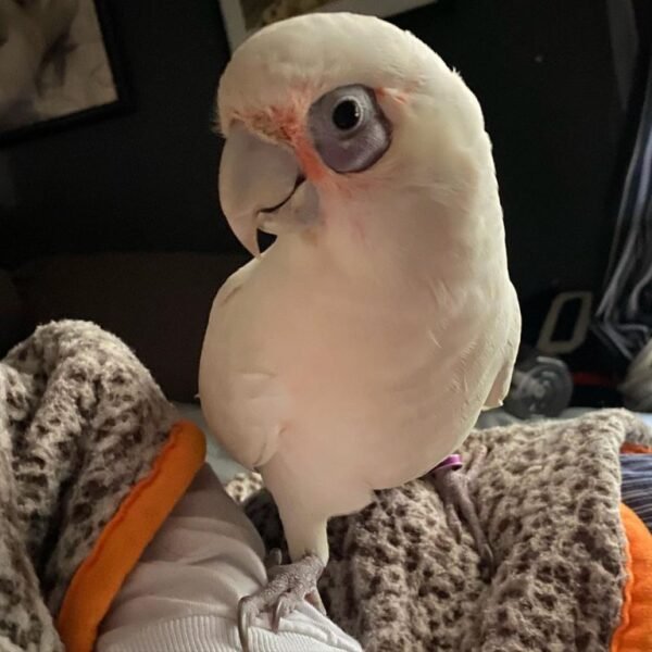 Rico – Corella Cockatoo