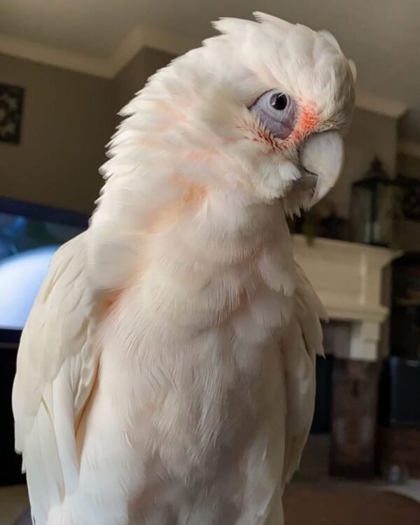 Rico – Corella Cockatoo