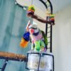 Merlot – Moustache Parakeet For Sale