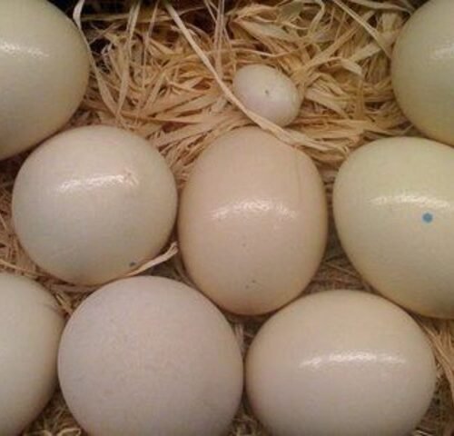 Buy Cockatoo Eggs