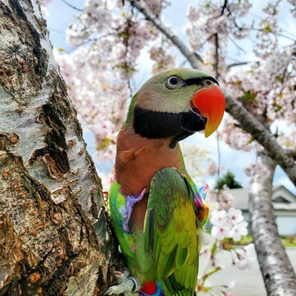 Merlot – Moustache Parakeet For Sale