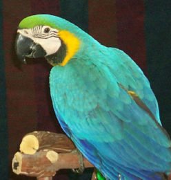 Captain – Blue Throated Macaw