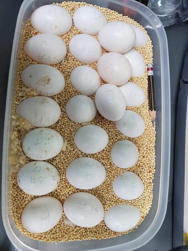Buy blue throated macaw eggs
