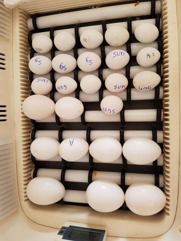 FB_IMG_1549321462717-1-600x800 Buy harlequin macaw eggs