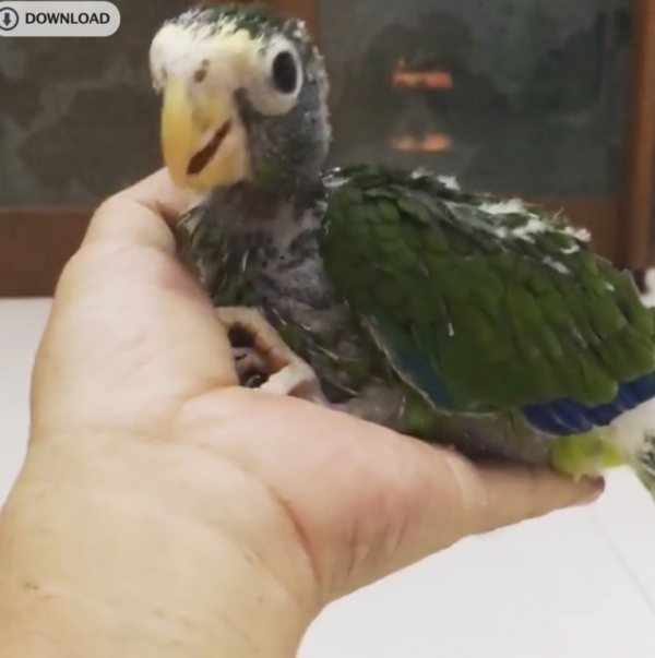 Tinker – Hispaniolan amazon