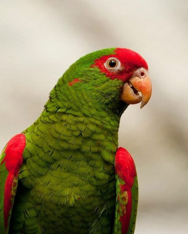 Gracie – Red-spectacled amazon