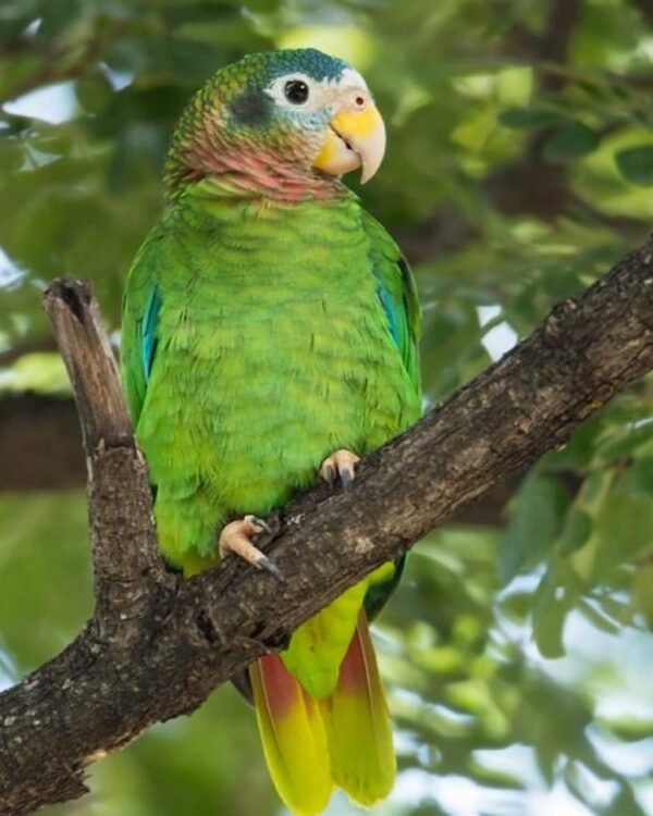 Marshall – Yellow-billed amazon