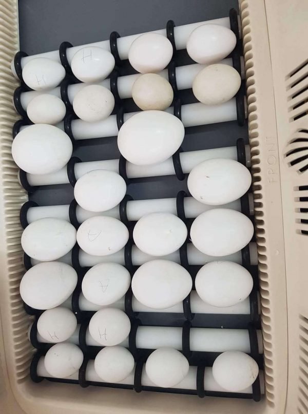 Blue and Gold Macaw eggs