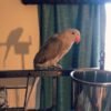 Urie – Indian Ring Necked Parakeet For Sale