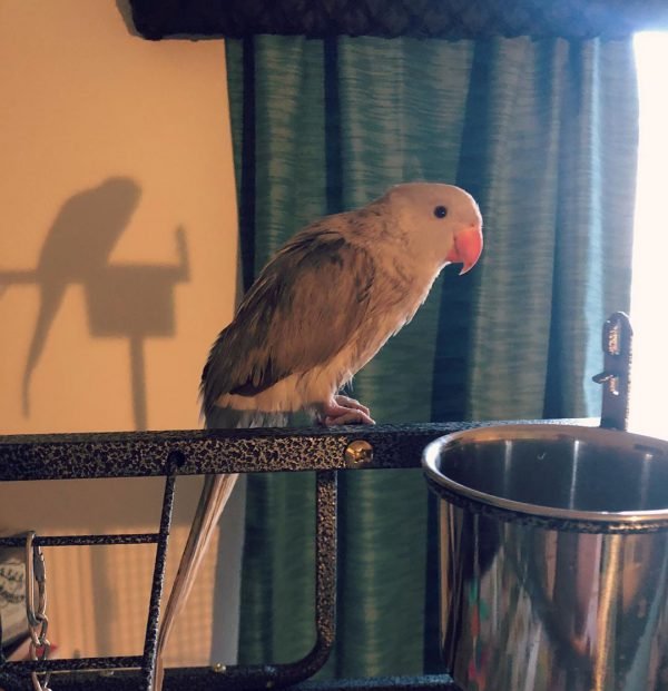 Urie – Indian Ring Necked Parakeet For Sale