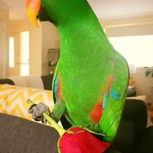 Mia – Eclectus Parrot