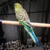 Tuffy – Golden parakeet