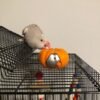Urie – Indian Ring Necked Parakeet For Sale