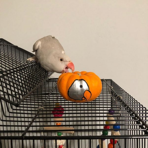 Urie – Indian Ring Necked Parakeet For Sale