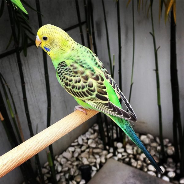 Tuffy – Golden parakeet