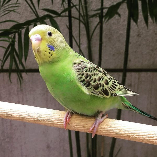 Tuffy – Golden parakeet