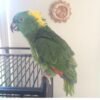 Emma – Yellow-naped amazon