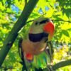 Merlot – Moustache Parakeet For Sale