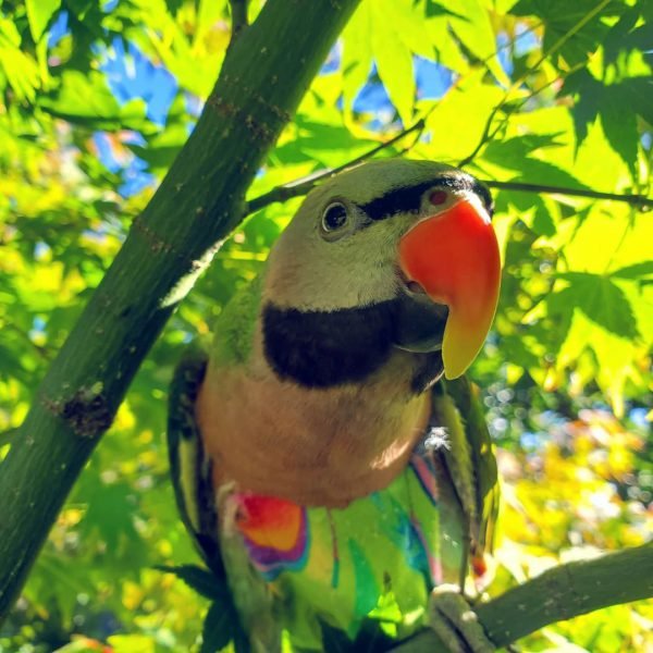 Merlot – Moustache Parakeet For Sale