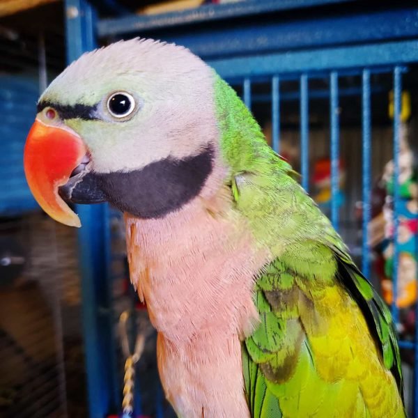 Merlot – Moustache Parakeet For Sale