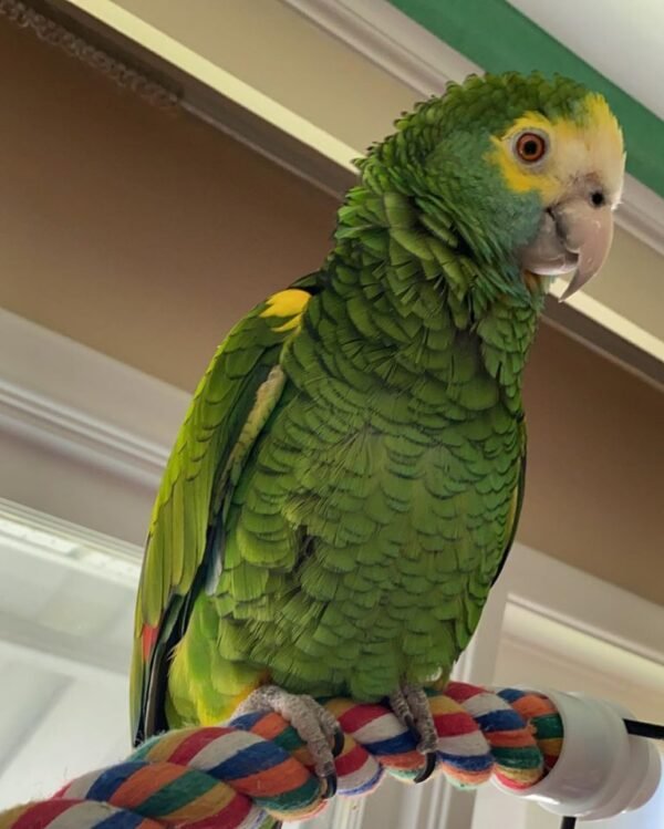 Ruby – Yellow-shouldered amazon